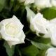 An Army of White Roses – Standing in Solidarity