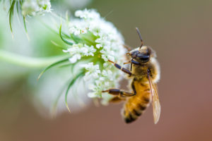 bee totem