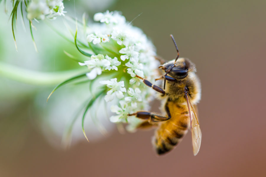 bee totem