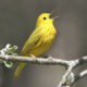 The Medicine of the Yellow Warbler