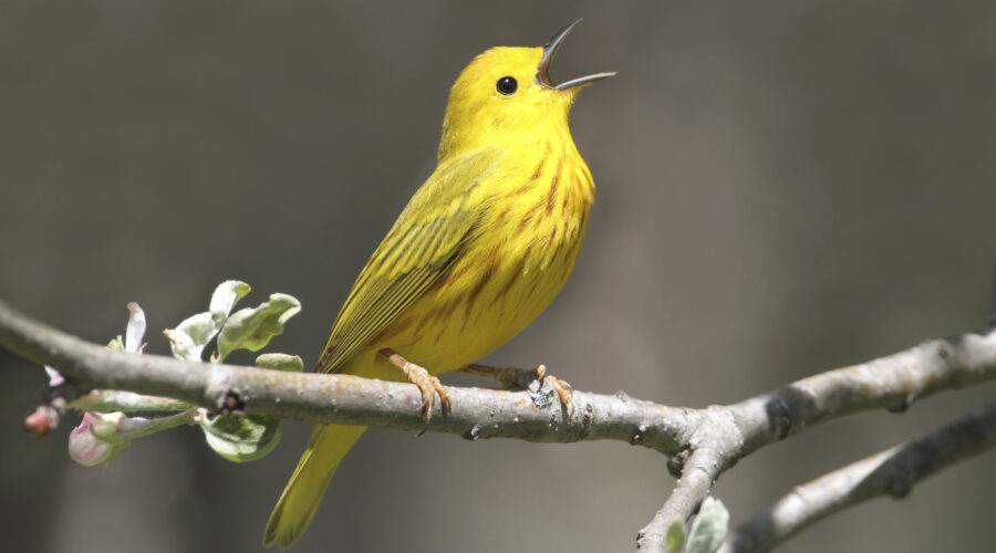 The Medicine of the Yellow Warbler