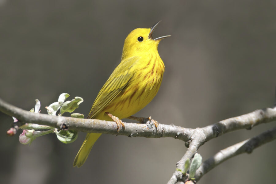 The Medicine of the Yellow Warbler